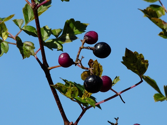 {Ampelopsis arborea}